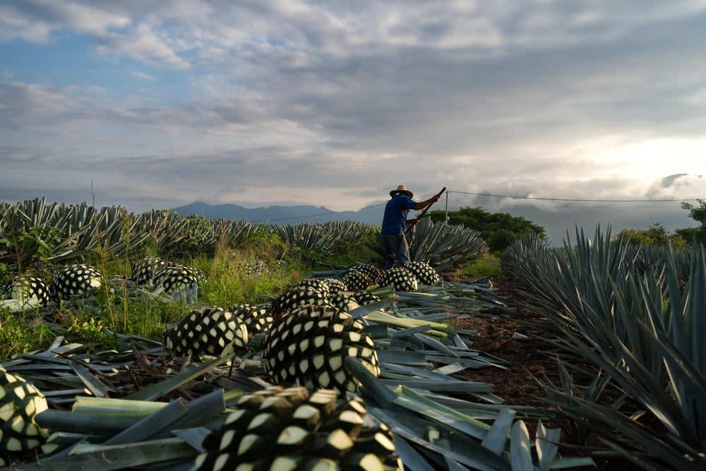 farmer cutting tequila agave plants